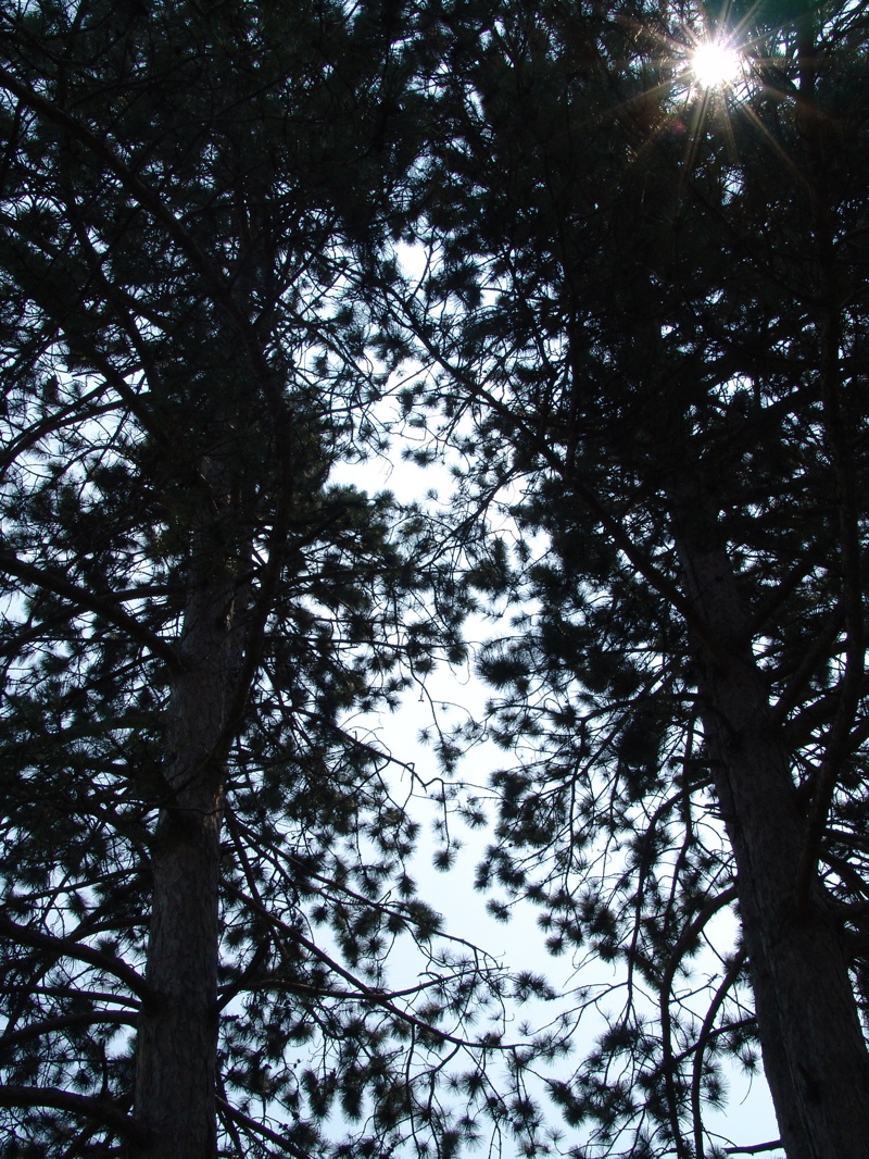 pine-sun